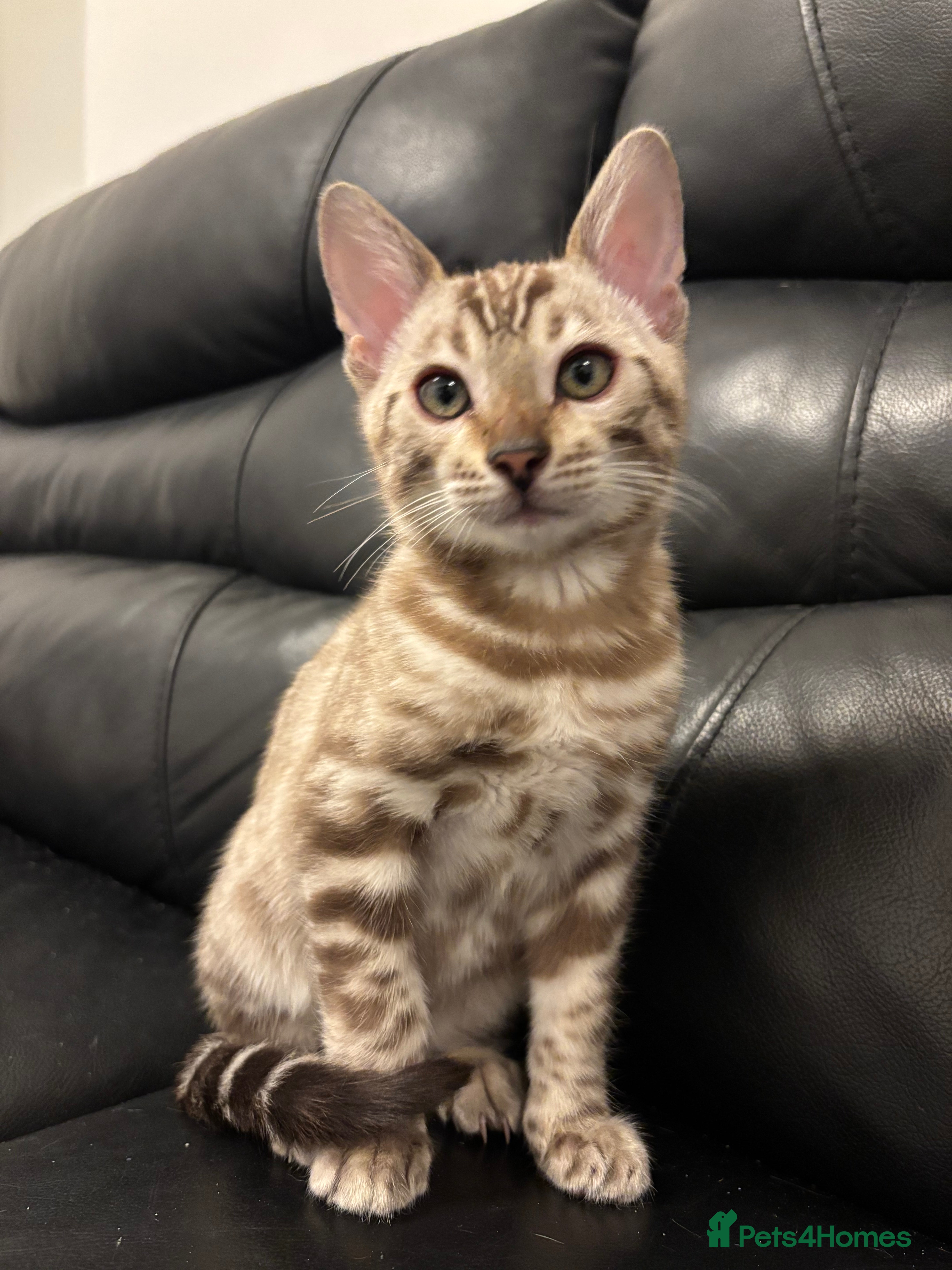 Bengal cats Beautiful Pure Bengal kittens 🐆🩷 - Advert 1