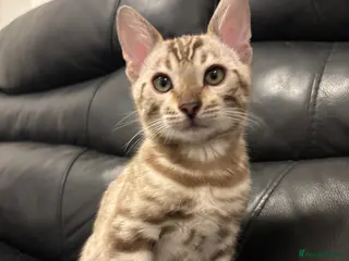 Bengal cats Beautiful Pure Bengal kittens 🐆🩷 - Advert 1