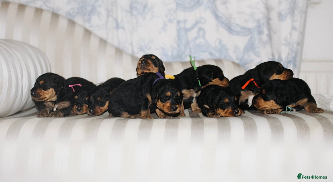 Airedale Terrier dogs for sale: KC Female Airedale Puppy🌟🐾 - Advert 15