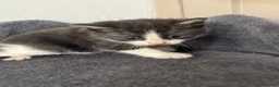 Mixed Breed cats for sale: 4 beautiful kittens ready in 4 weeks  - Advert 8