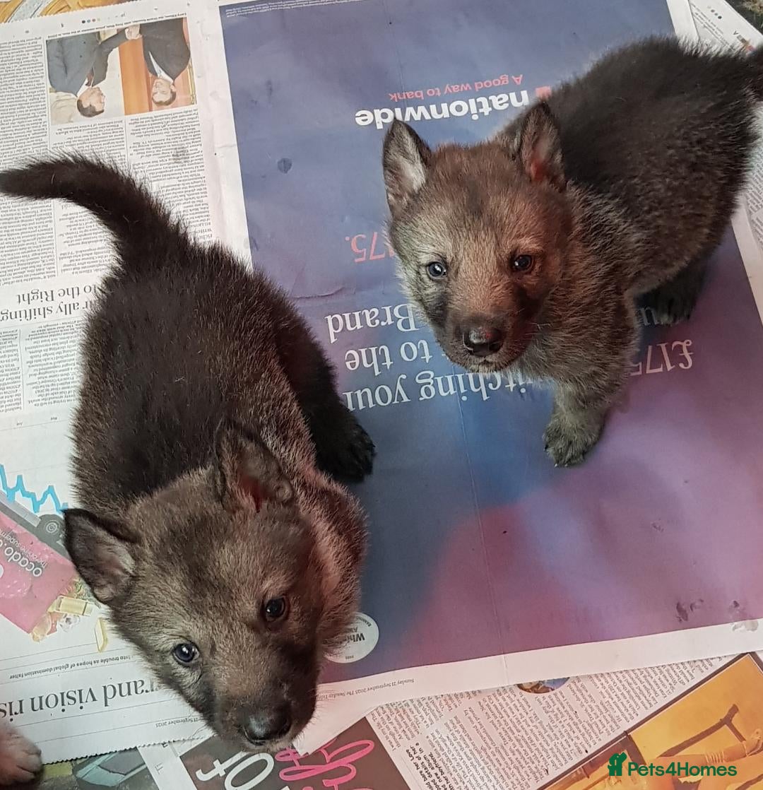 German Shepherd dogs for sale: RARE TAMASKAN PUPS. EMBARK PEDIGREE AND REGISTERED - Image 4