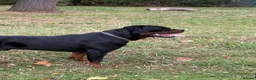 Rottweiler dogs for stud: Stunning 2-Year-Old Rottweiler Stud  - Advert 15