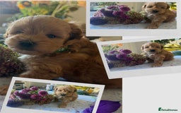 Maltipoo dogs for sale: Perfect small Maltipoo’s  puppy’s ❤️ - Image 4