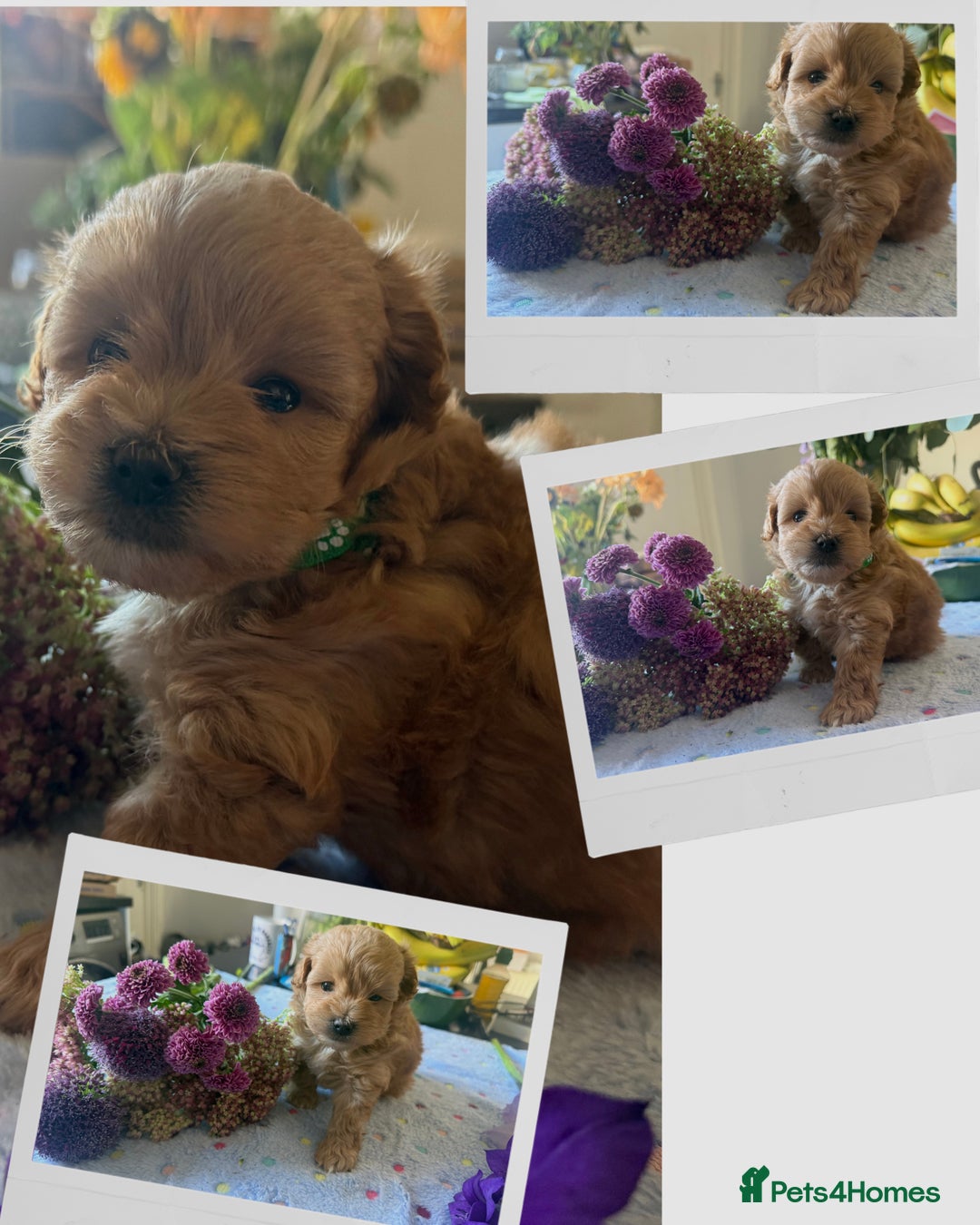 Maltipoo dogs for sale: Perfect small Maltipoo’s  puppy’s ❤️ - Image 4