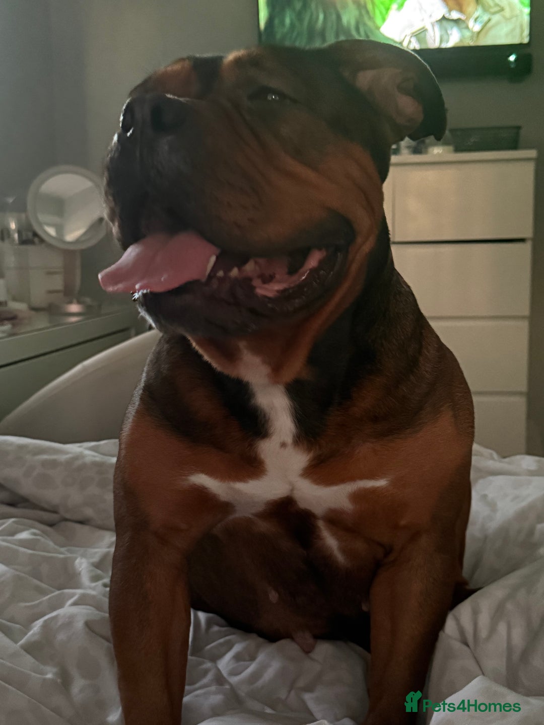 Mixed Breed dogs for sale: Pocket Bully Cross - Image 3