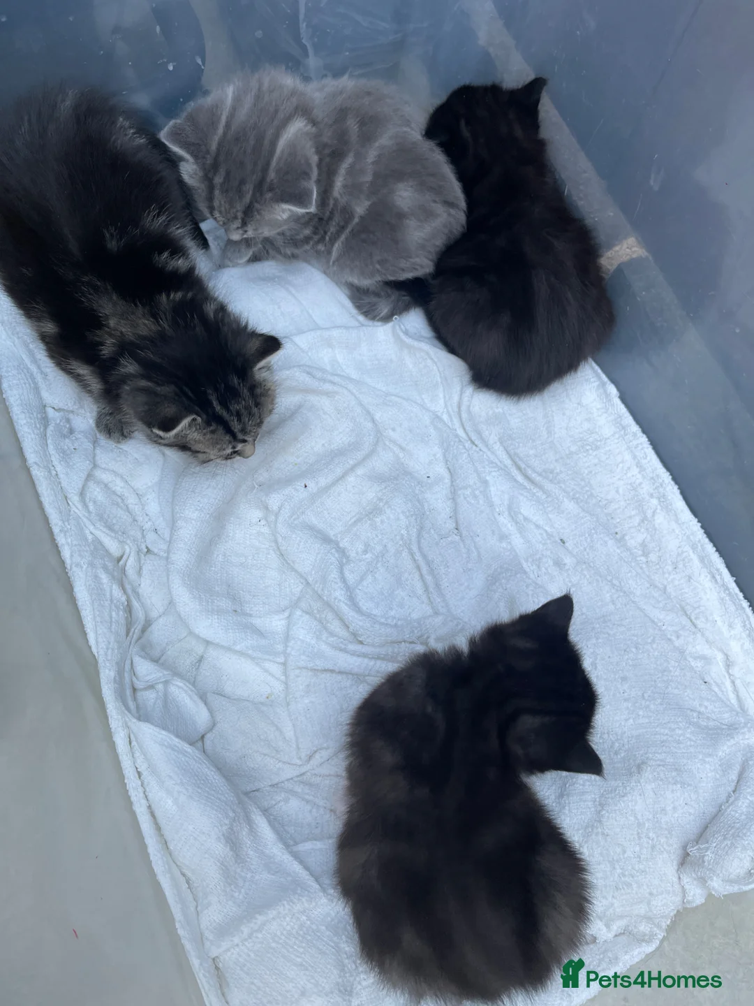 Mixed Breed cats for sale: 🐾 Adorable Kittens 🐾 - Advert 1