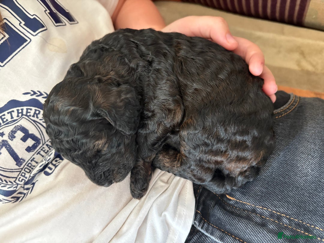 Cockapoo dogs for sale: ✨ Gorgeous Cockapoo Puppies ✨ - Image 26