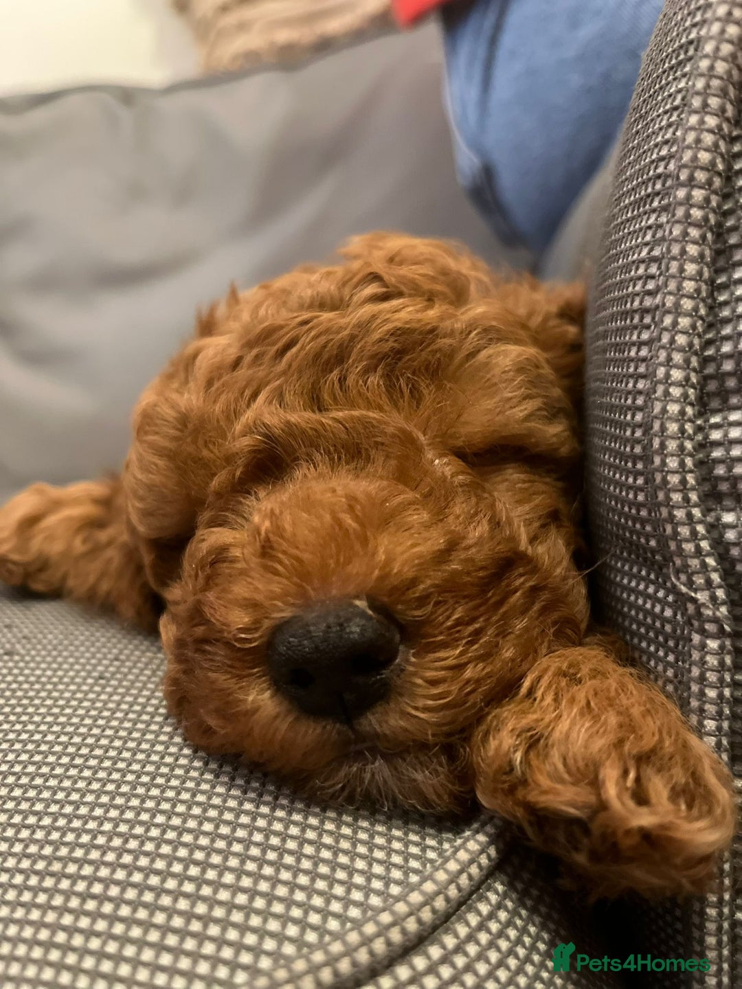 Cockapoo dogs for sale: Apricot coloured cockapoo boy - Advert 13