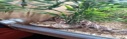 Snake reptiles for sale: Hognose snake in Gainsborough - Advert 7