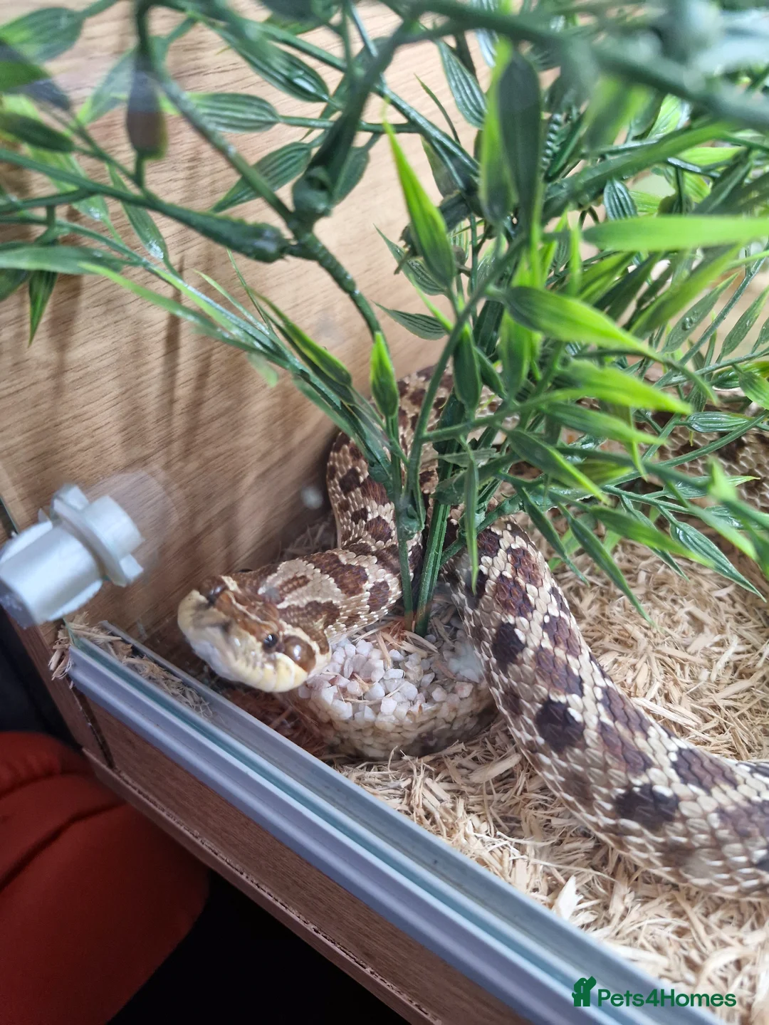 Snake reptiles for sale: Hognose snake in Gainsborough - Advert 7