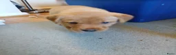 Labrador Retriever dogs for sale: Fox red labrador puppies  - Advert 8