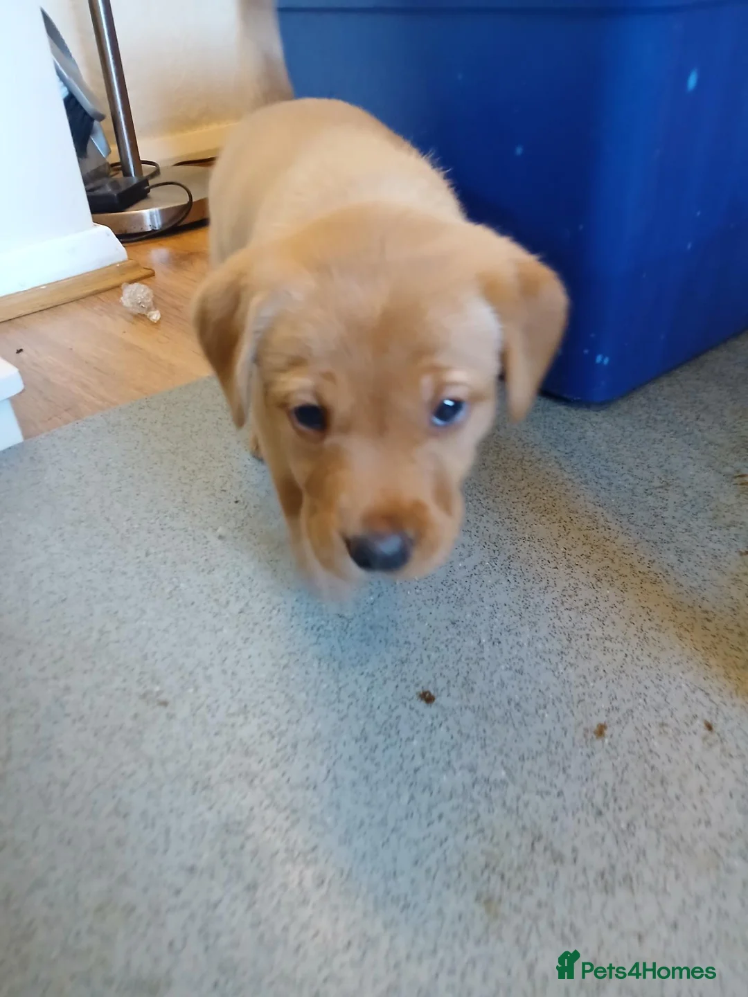Labrador Retriever dogs for sale: Fox red labrador puppies  - Advert 8