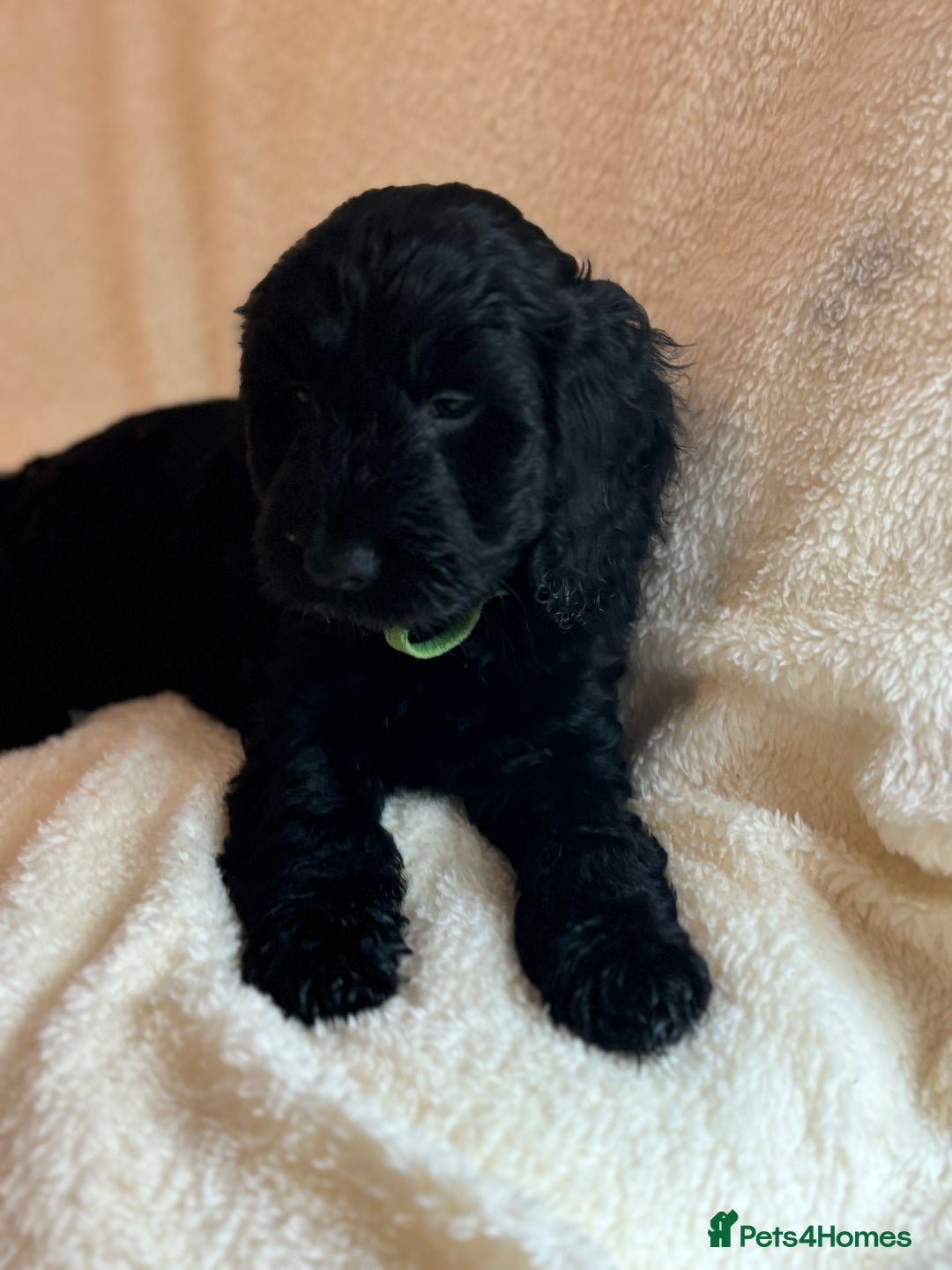 Cockapoo dogs for sale: Ready now and complete health check ❤️ - Image 5