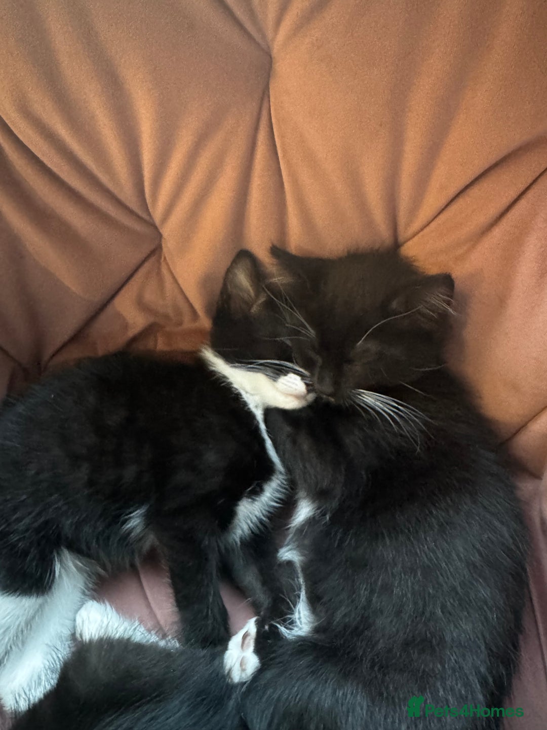 Domestic Shorthair cats for sale: Tuxedo female kittens - Image 5