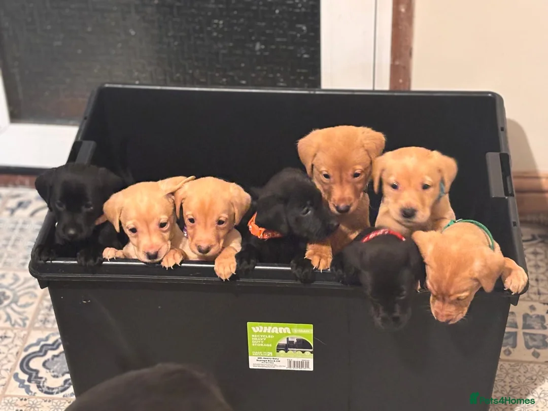 Labrador Retriever dogs for sale: Ready now! Gorgeous KC Reg Labradors  - Advert 1