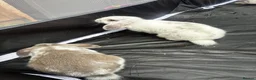 Mini Lop rabbits for sale: Gorgeous Lop eared Rabbits ready 27/06/2026 - Advert 36
