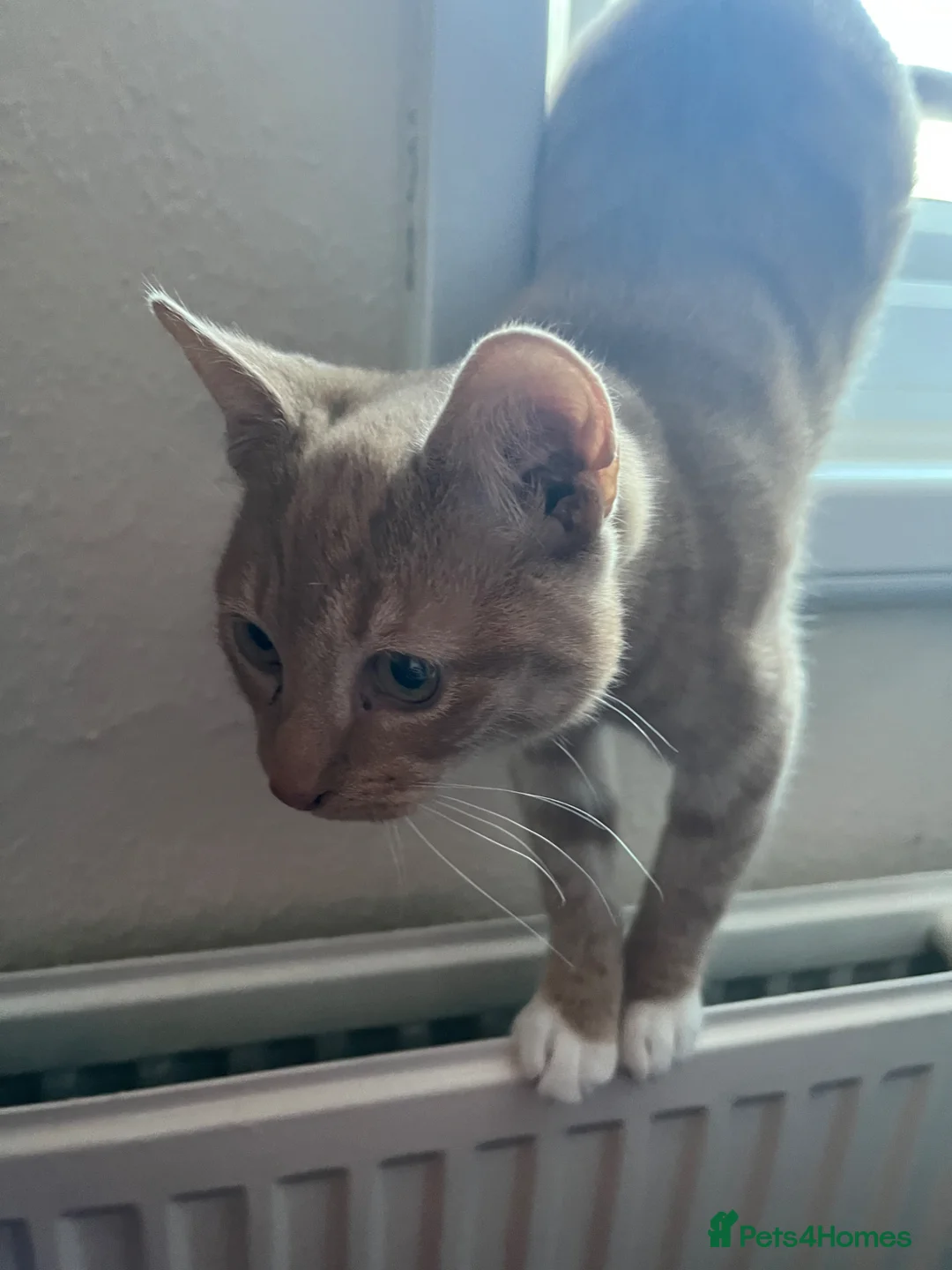 Mixed Breed cats for sale: Ginger five month old Kittens in Oakham - Advert 2