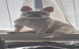 French Bulldog dogs for stud: Hugo  - Image 2