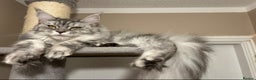 Maine Coon cats for sale: ACTIVE REGISTER QUEEN SHADED LINE - Advert 5