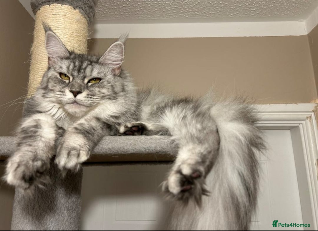 Maine Coon cats for sale: ACTIVE REGISTER QUEEN SHADED LINE - Advert 5