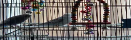Budgerigars birds for sale: Male and female budgies in Manchester - Advert 6
