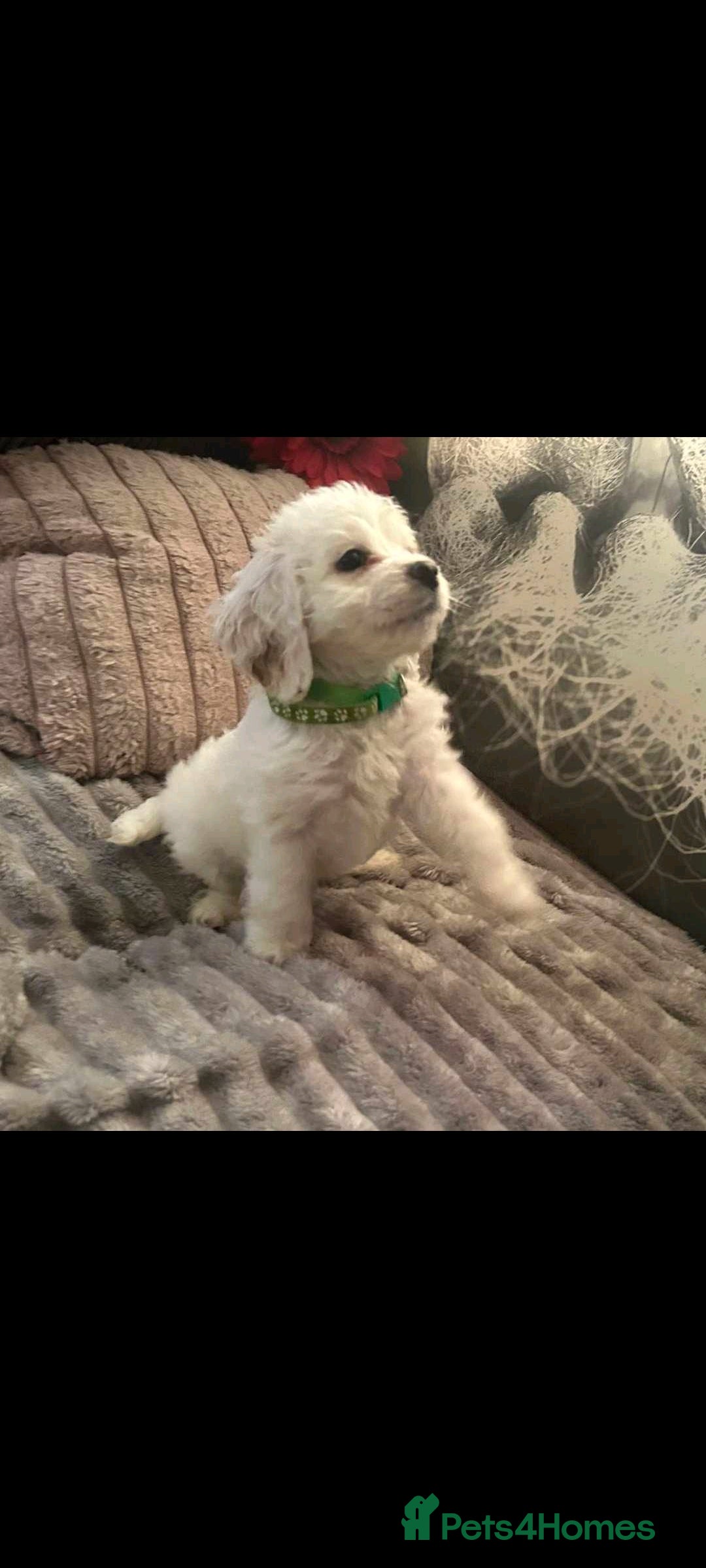 Cockapoo dogs for sale: Last pure white cockapoo  in Barnsley - Image 4