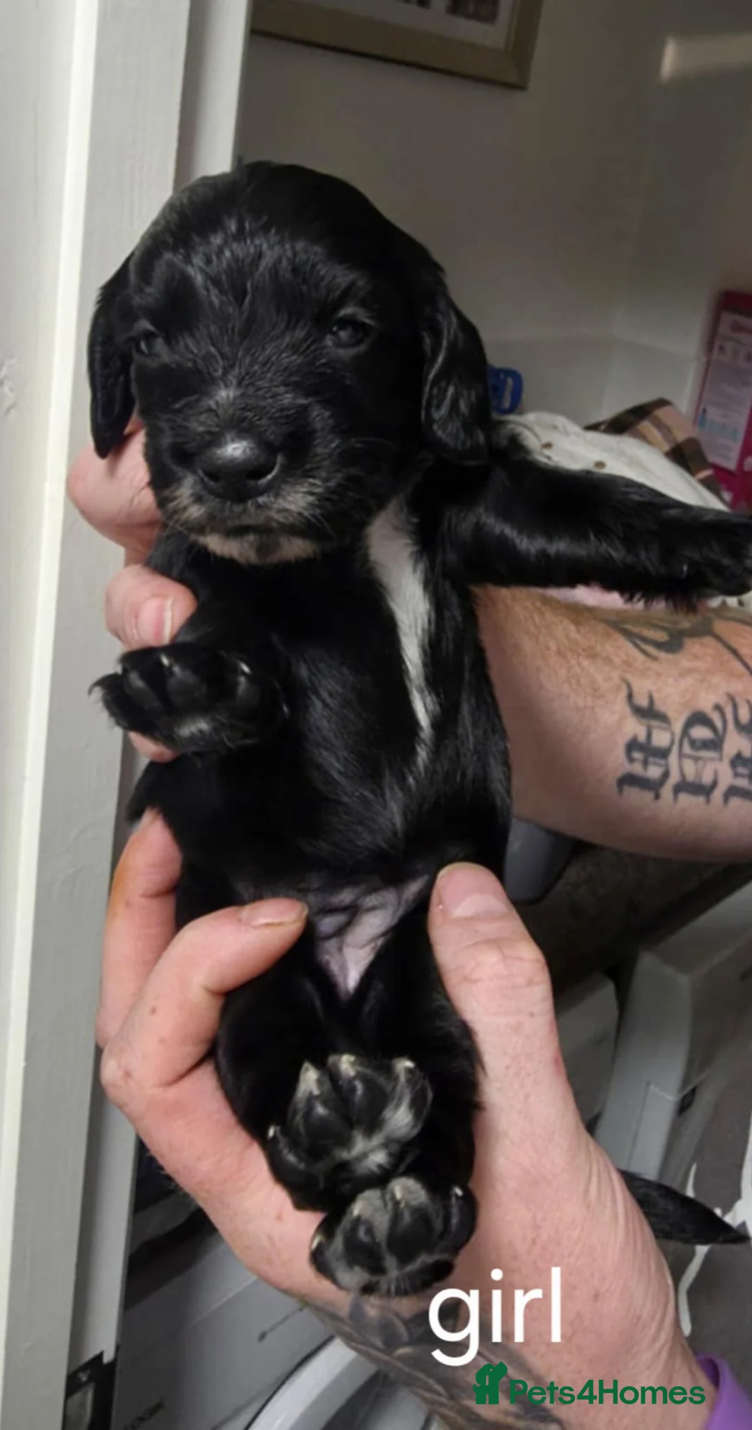 Sprocker dogs for sale: Sprocker puppies - Advert 3