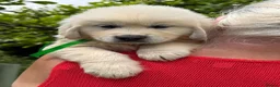 Golden Retriever dogs for sale: KC Cream litter from great health tested parents  - Advert 14