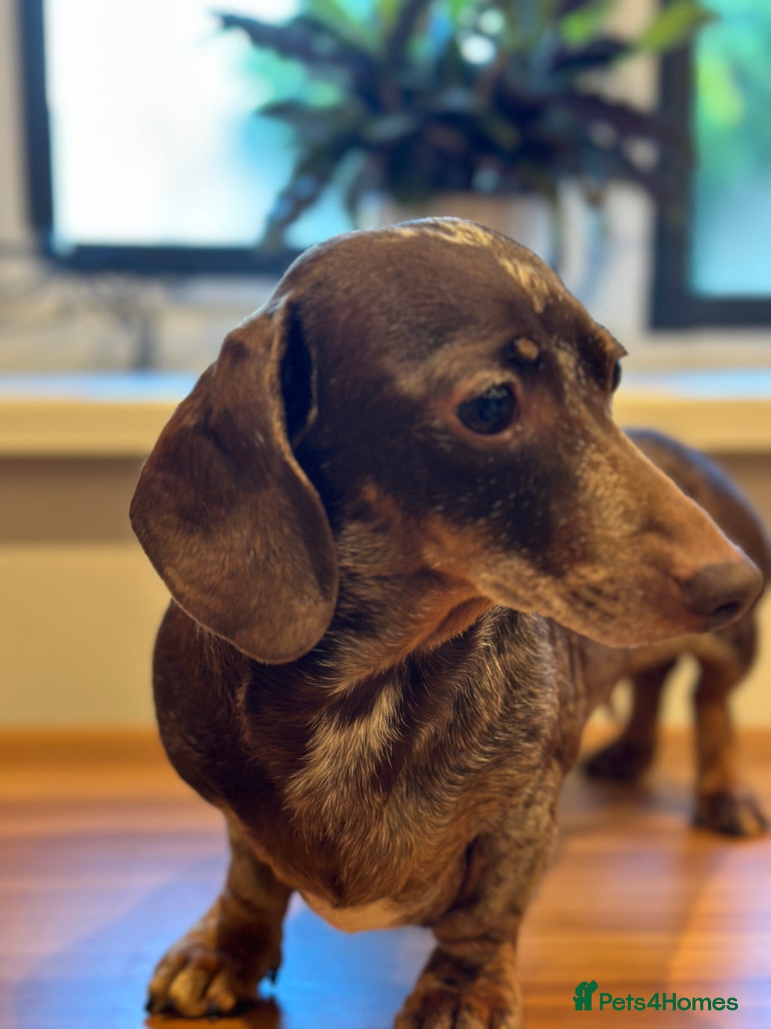 Miniature Dachshund dogs for sale: Adult miniature dachshund  - Advert 5