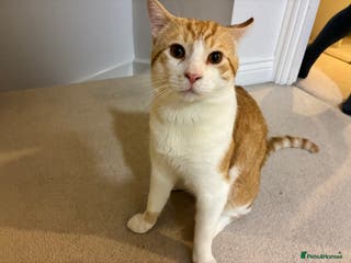 Mixed Breed cats Garfield – Friendly Young Cat Seeking Loving Home - Advert 1