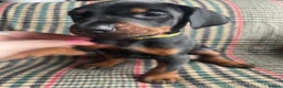 Dobermann dogs for sale: dobermann pinscher - Advert 36