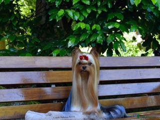 Yorkshire Terrier dogs 💚Yorkshire terrier sweet boy KC reg 💚 in Liverpool - Advert 5