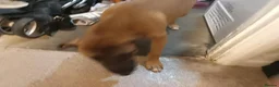 Mixed Breed dogs for sale: Nova  in Market Drayton - Advert 6