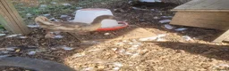 Ducks poultry for sale: Female Khaki Campbell duck for sale - Advert 4