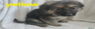 German Shepherd 7