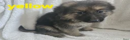 German Shepherd dogs for sale: German shepherd Puppys ready to go on 29th July in Bradford - Advert 6