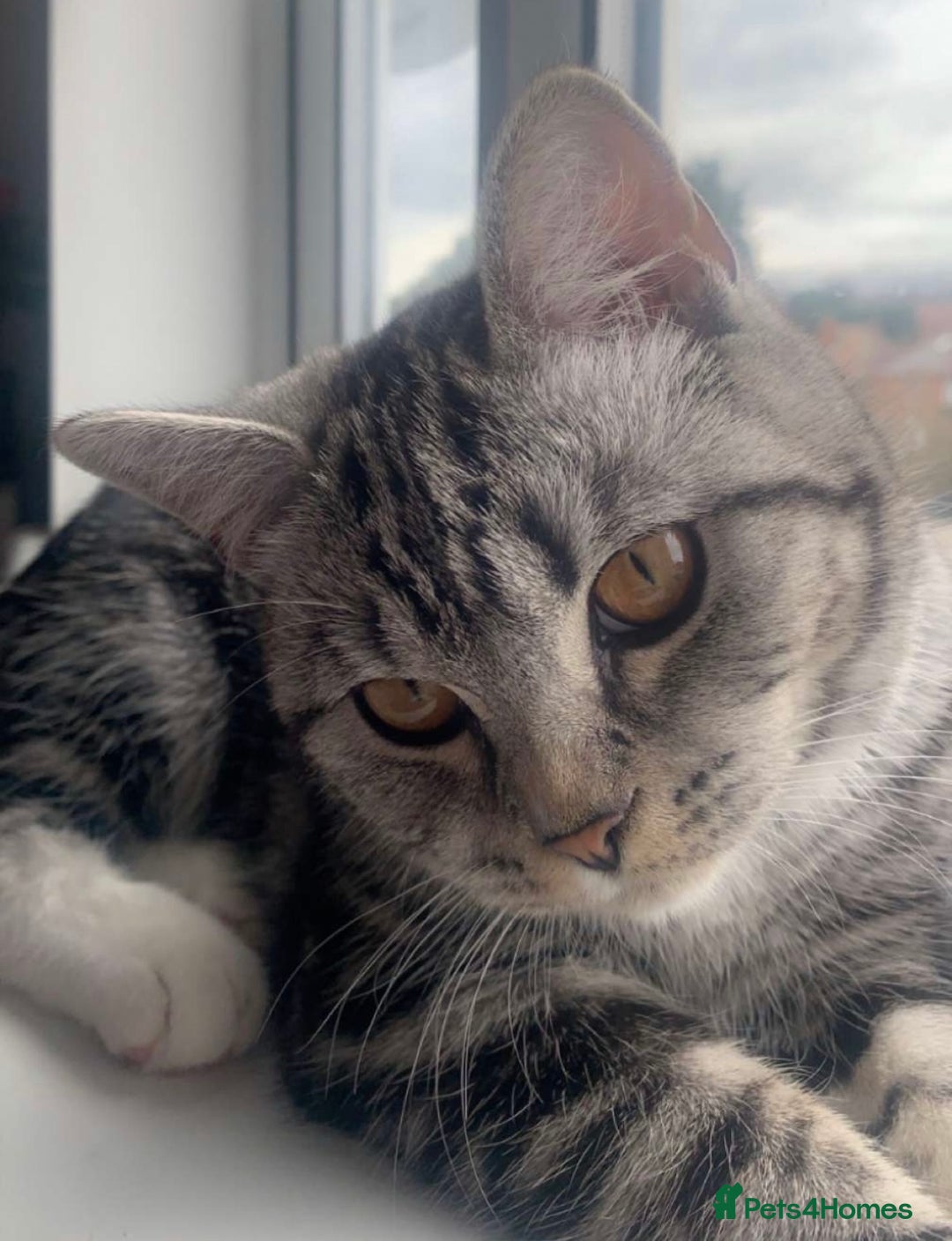 Bengal cats for sale: KITTENS READY TO GO!!!💓🐈🏡 - Image 13
