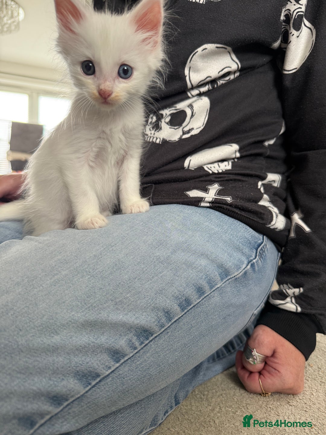 Maine Coon cats for sale: Maine Coon Kittens some polydactyl - only 2 left! - Image 1