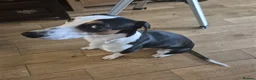 Mixed Breed dogs for sale: Loving 18-Month-Old Dog Needs Home - Advert 3