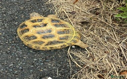 Tortoise reptiles for sale: Horsefield Russian Tortoise  - Image 5