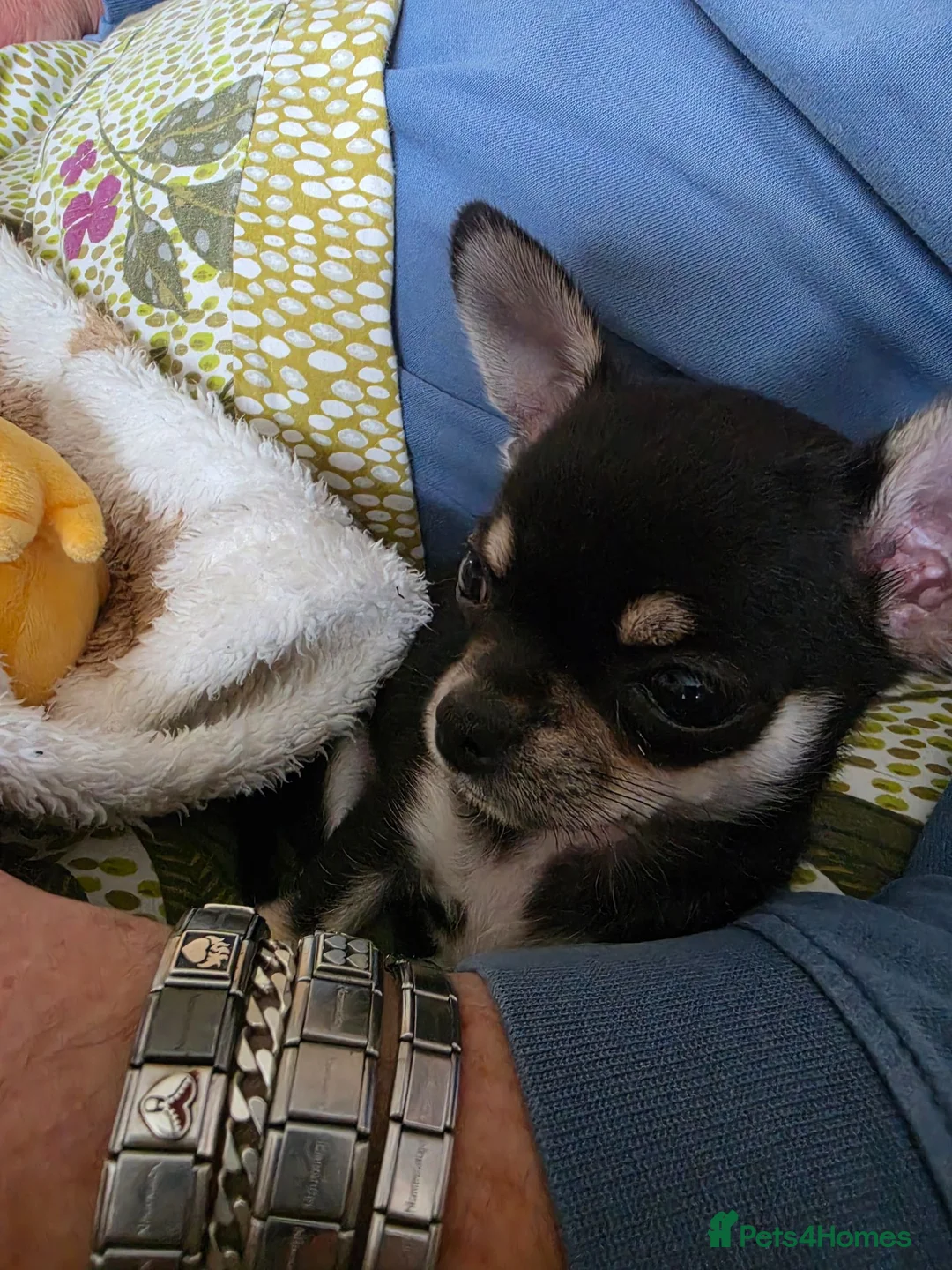 Chihuahua dogs for sale:  Beautiful tricoloured puppy in Bridgend - Advert 11