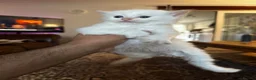 Ragdoll cats for sale: Beautiful Ragdoll Kittens Flame Point & tortie - Advert 10