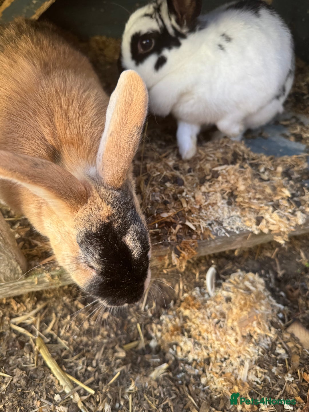 English rabbits for sale: Rabbits for rehoming  - Image 3