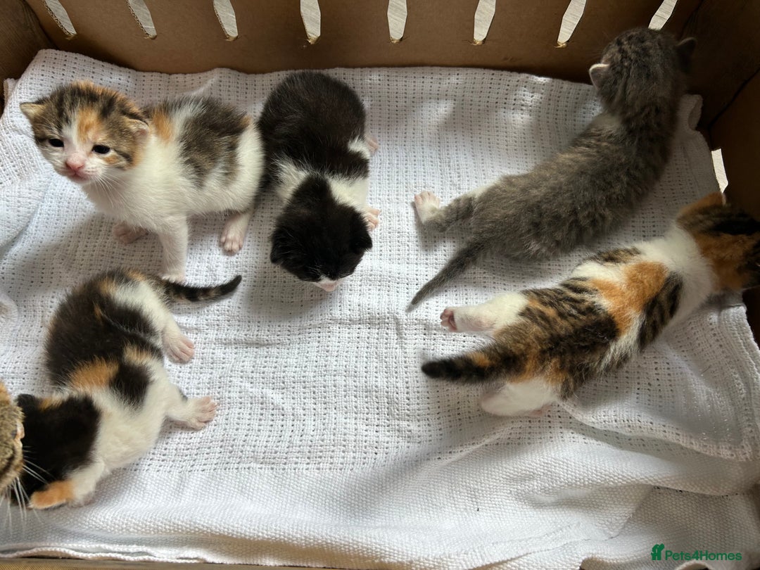 Mixed Breed cats for sale: Ready in 4 weeks time  - Image 8
