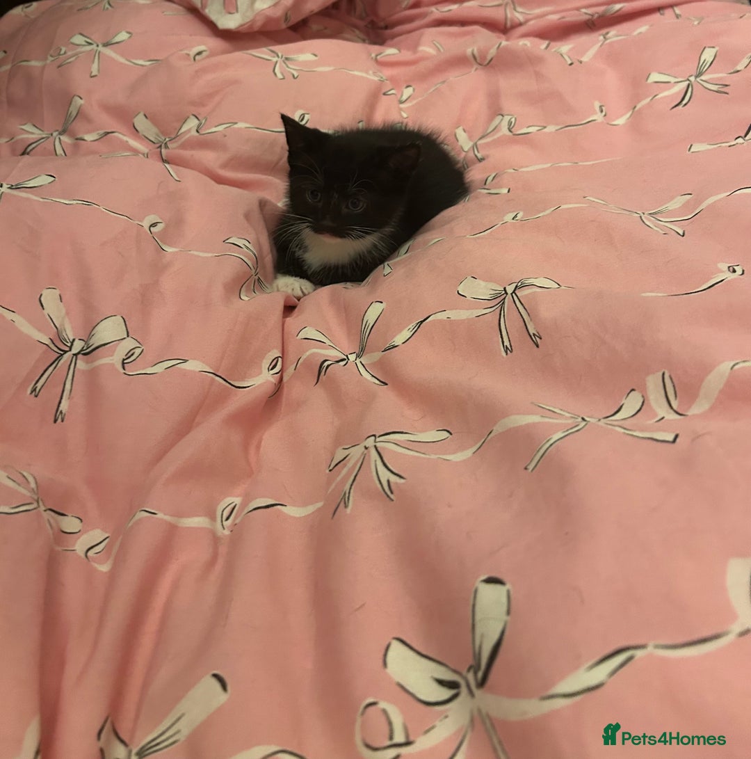 Mixed Breed cats for sale: Five kittens adorable for sale  - Advert 2