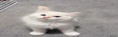 Raja