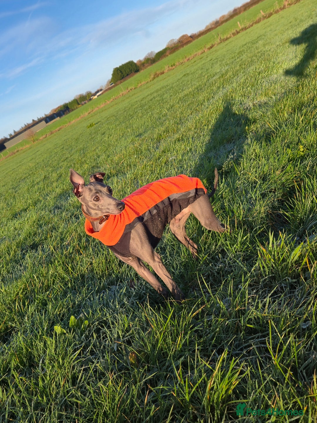 Italian Greyhound dogs for sale: Quality KC Registered Italian Greyhound puppies - Advert 28