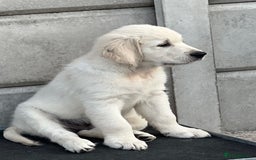 Golden Retriever dogs for sale: Stunning Puppies Ready Now (Updated pics) - Image 7