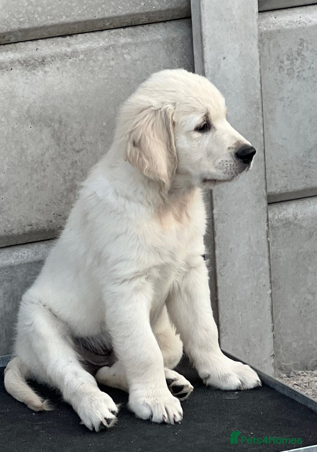 Golden Retriever dogs for sale: Stunning Puppies Ready Now (Updated pics) - Image 7