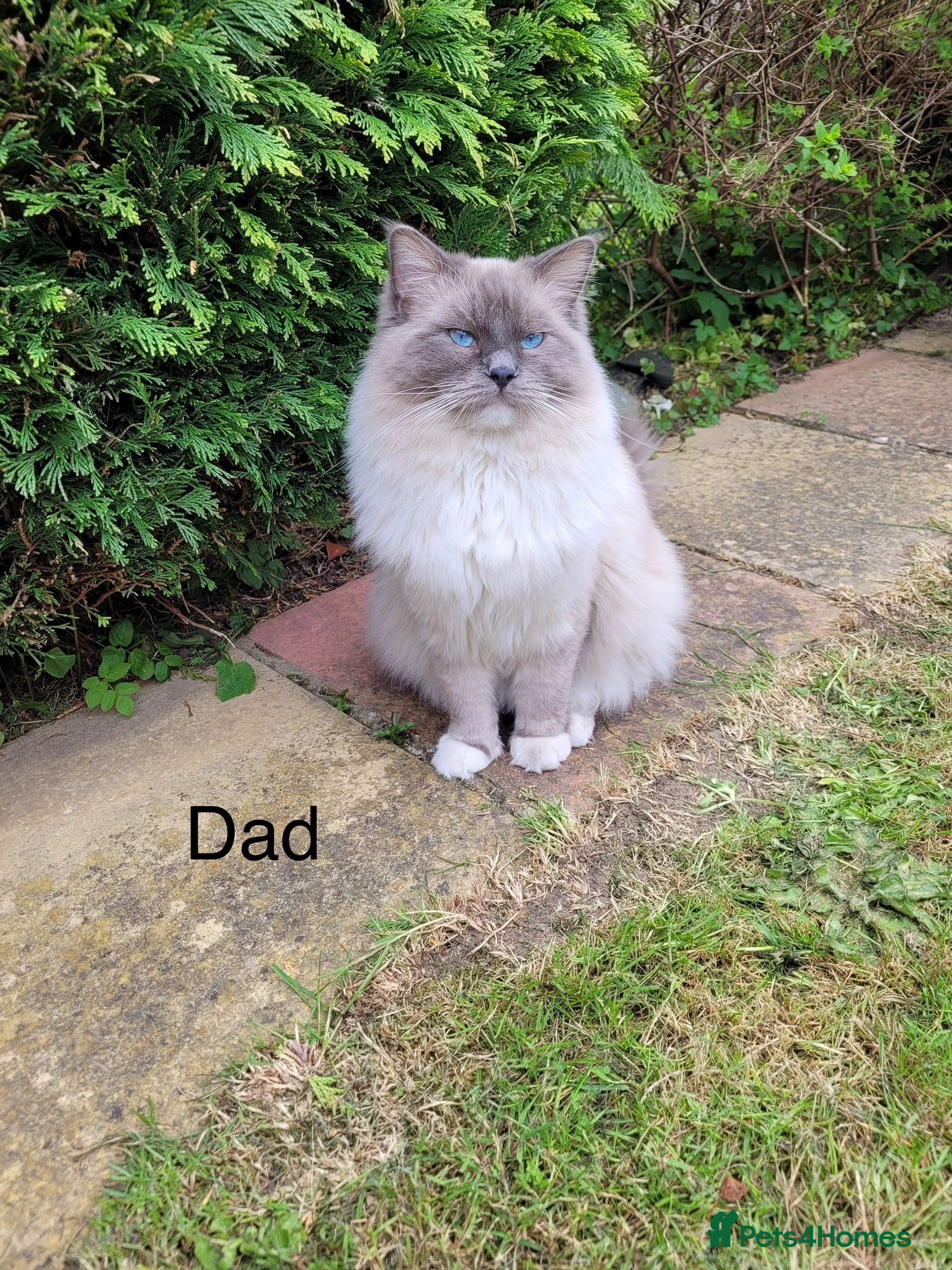 Perdoll cats ⭐️READY Now⭐️ fully vaccinated Perdoll  - Advert 2